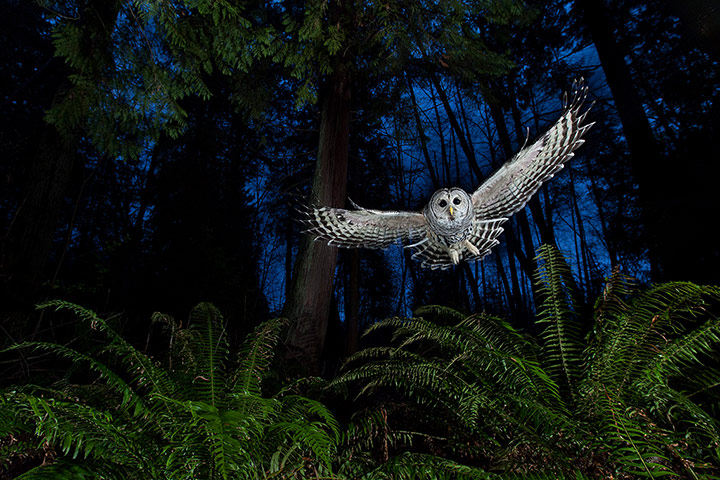 2013 WPY: 2013 Wildlife Photographer of the Year