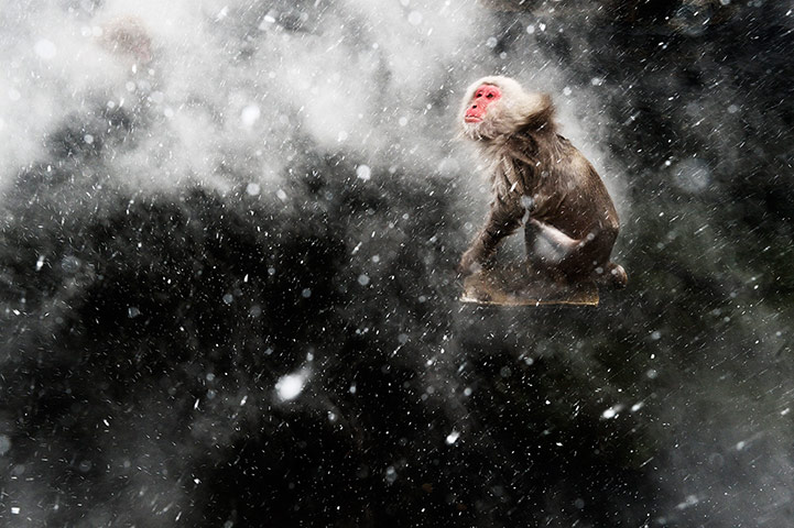 2013 WPY: 2013 Wildlife Photographer of the Year