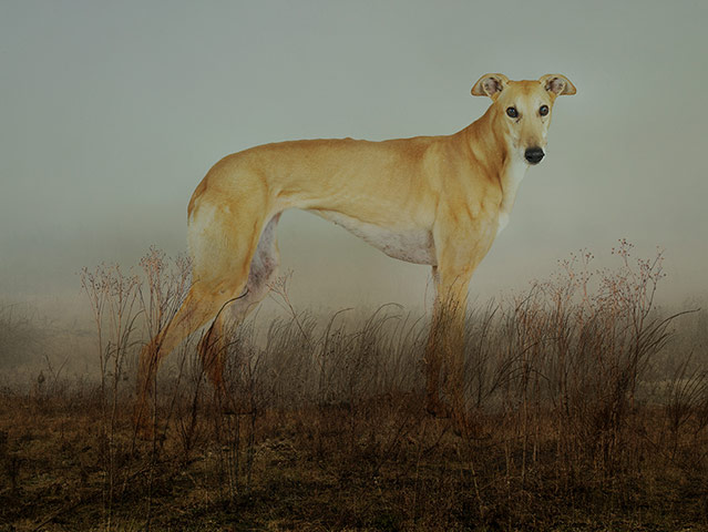 AOP awards: Rory Carnegie