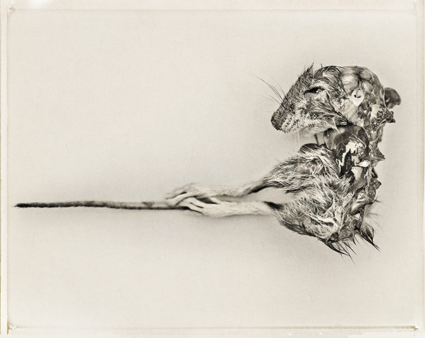 AOP awards: Robert Wilson