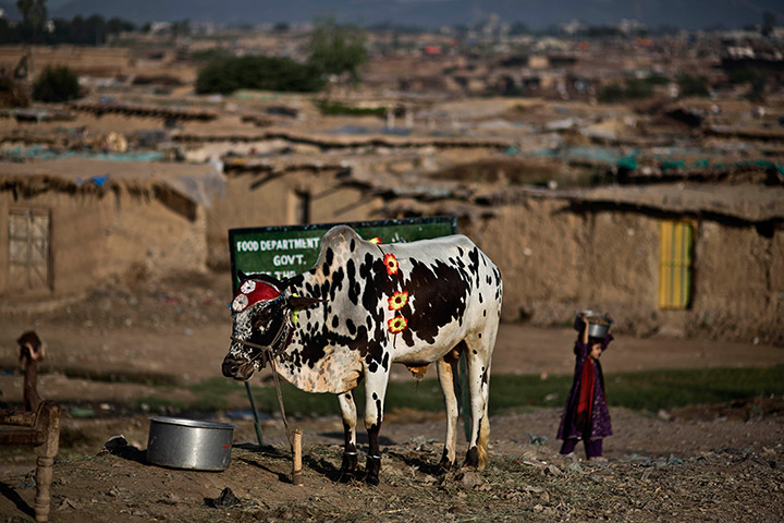Muhammed Muheisen's Eid: A cow is displayed for sale 
