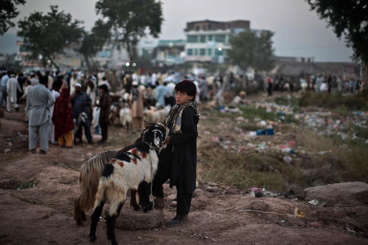 Muhammed Muheisen's Eid: A boy stands next to the two goats he's hoping to sell at a livestock marke