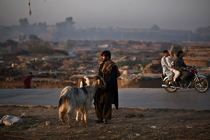 Muhammed Muheisen's Eid: A man stands next to his goats hoping to sell them 
