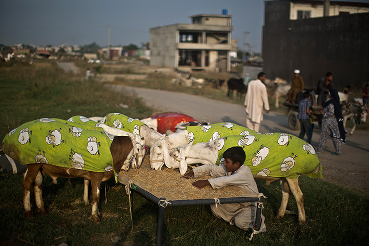 Muhammed Muheisen's Eid: A feeds goats wearing sheep-print covers that are displayed for sale at a r