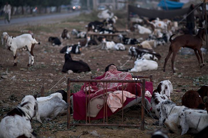 Muhammed Muheisen's Eid: A man sleeps near his goats displayed for sale 