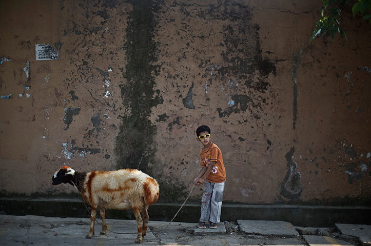 Muhammed Muheisen's Eid: Saad Imran, 6, walks his painted sheep back home, to be slaughtered 