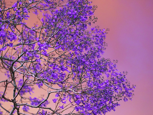 Bush fires witness: Jacarandas in flower