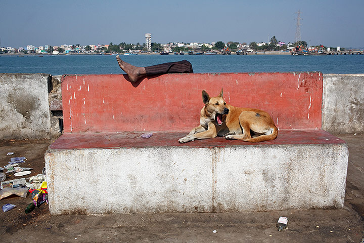 Photography: Dog and leg