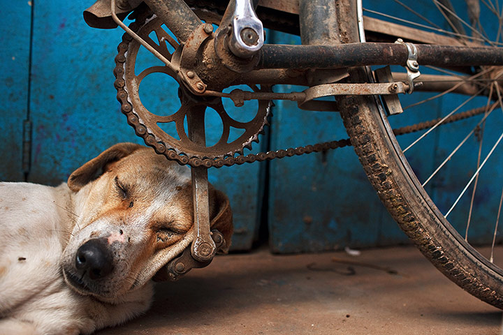 Photography: Dog with head on peddle