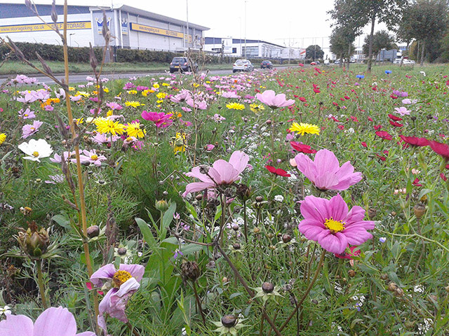 Our Day: wildflowers