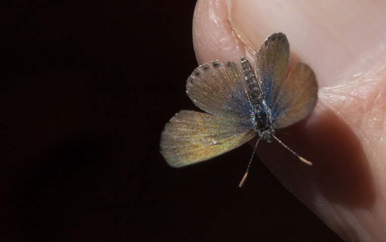 Week in wildlife: Western Pygmy Blue