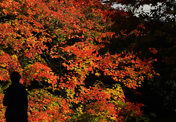 Week in wildlife: Spectacular autumn colours 
