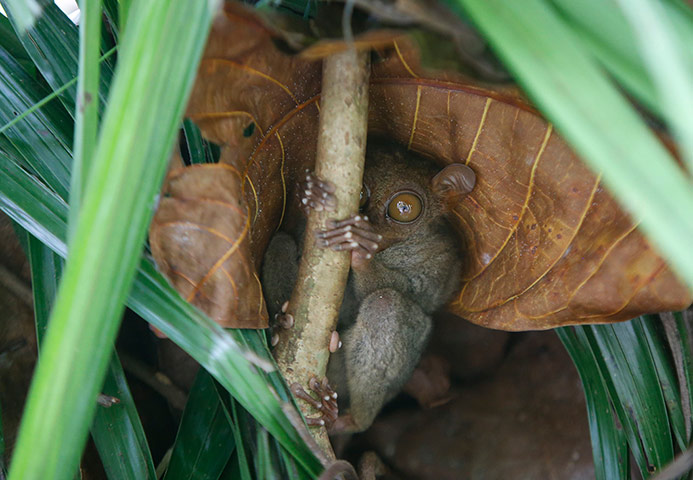 Week in wildlife: A tarsier, a species among the world's smallest primates