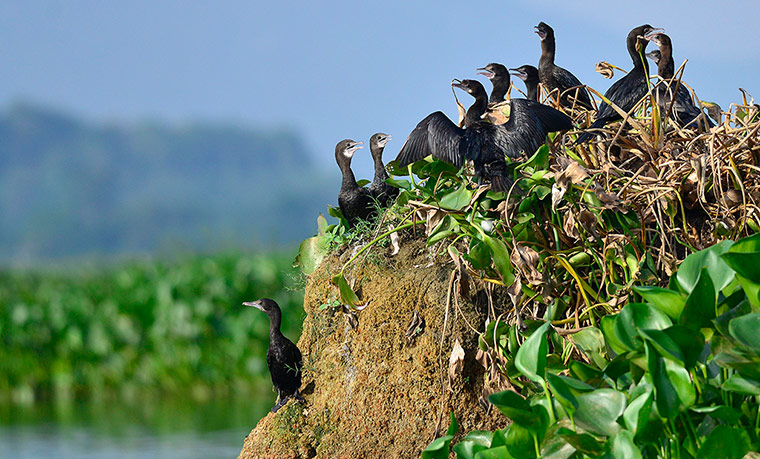 Week in wildlife: Cormorants rest