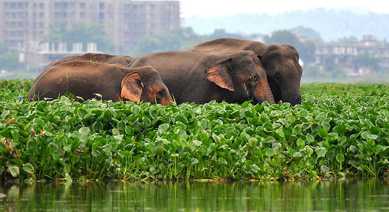 Week in wildlife: A Herd Of Wild Elephants Seen At Dipor Bil In Guwahati, India
