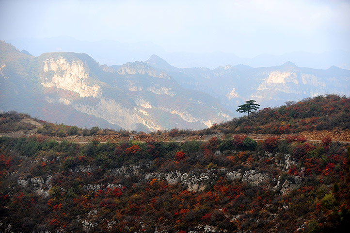 Week in wildlife: CHINA-SHANXI-AUTUMN SCENERY (CN)