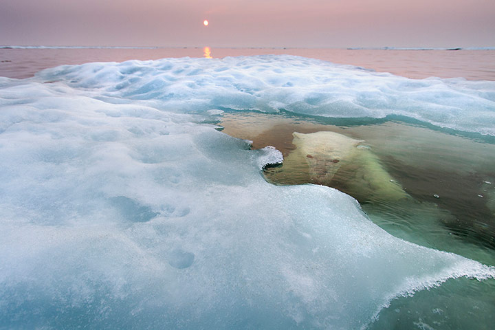 Week in wildlife: Polar Bear, Hudson Bay, Canada