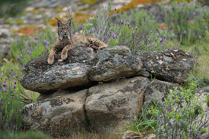Week in wildlife: Iberian Lynx