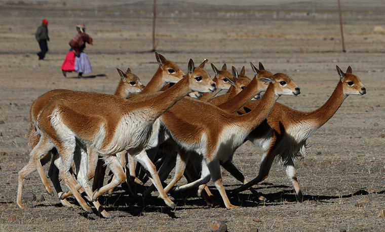 Week in wildlife: wild vicuna 