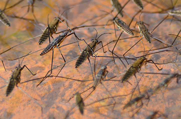 Week in wildlife: Common Water Striders in an irrigation canal in Almaz n