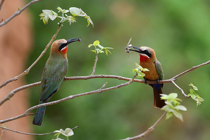 Week in wildlife: TANZANIA SELOUS GAME RESERVE