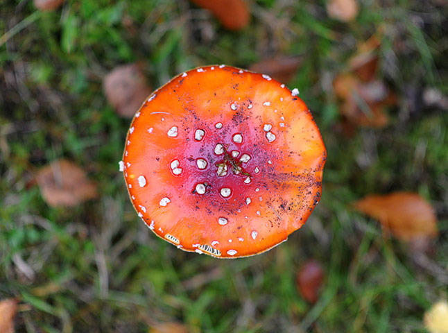 Week in wildlife: Autumn weather