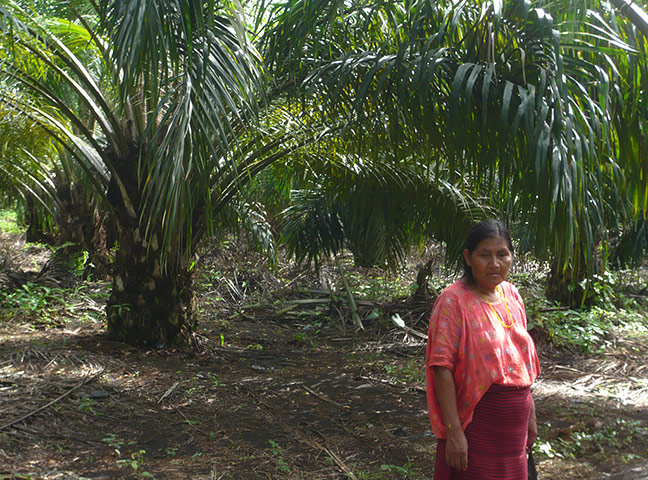 Guatemala picture diary: About agriculture