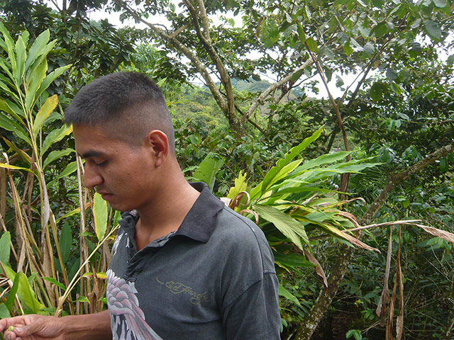 Guatemala picture diary: About agriculture