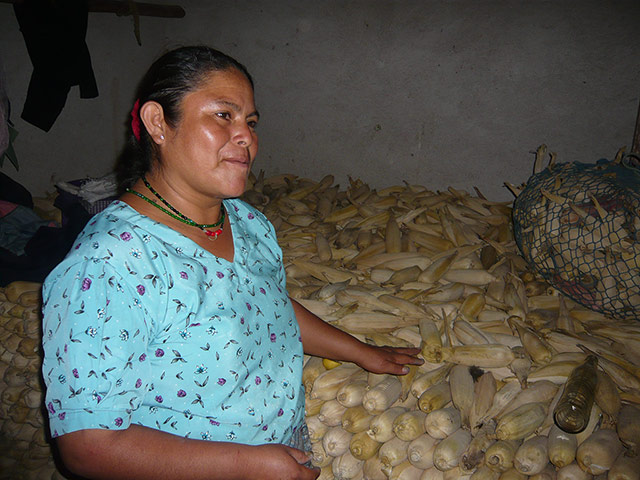 Guatemala picture diary: About agriculture