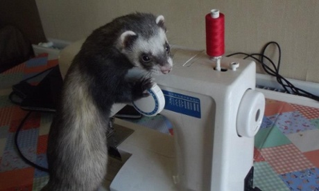 Marley the ferret doing some sewing