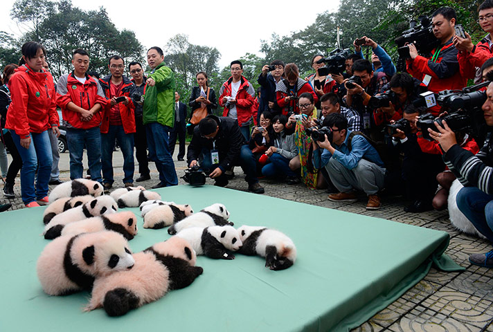 A Lighter Look: Journalists take pictures of giant panda cubs 