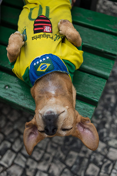 A Lighter Look: A sleeping dog in Rio