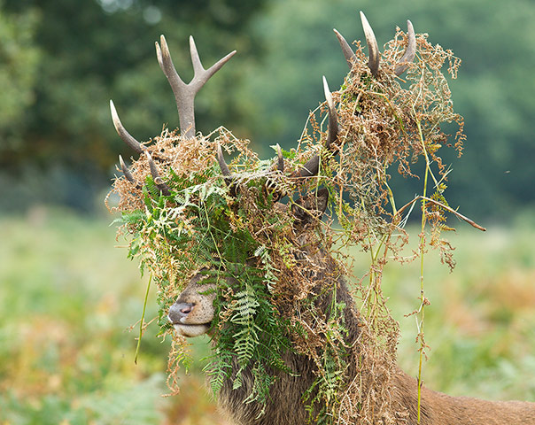 A Lighter Look: A stag in Richmond Park
