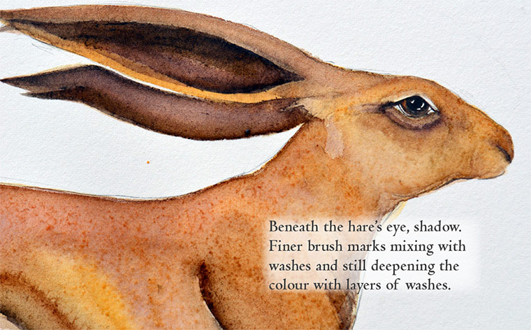 How to draw a hare:  