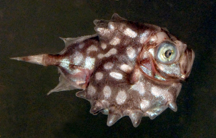 2013 IPSO report: International Programme on the State of the Ocean