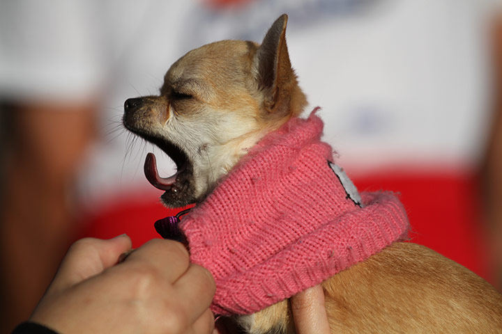 Weekend in pictures: Madrid, Spain: A dog yawns before the start of the Perroton dog race