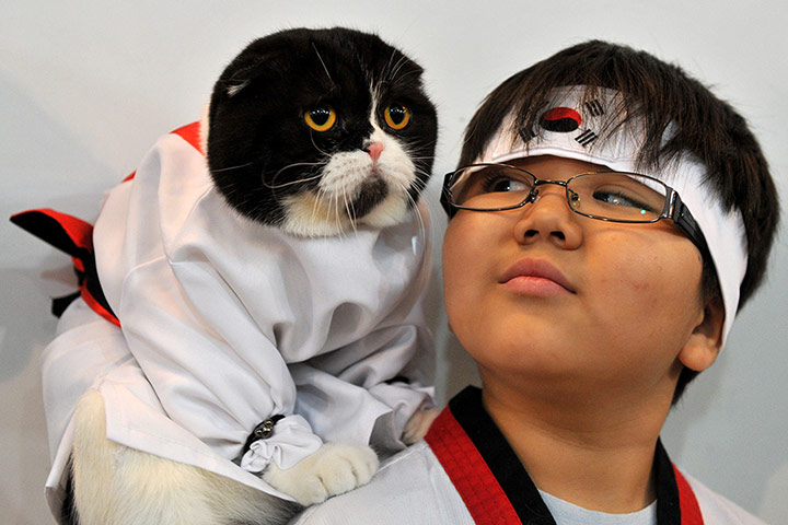 Cat exhibition, Bishkek: a boy and his Scottish Fold cat