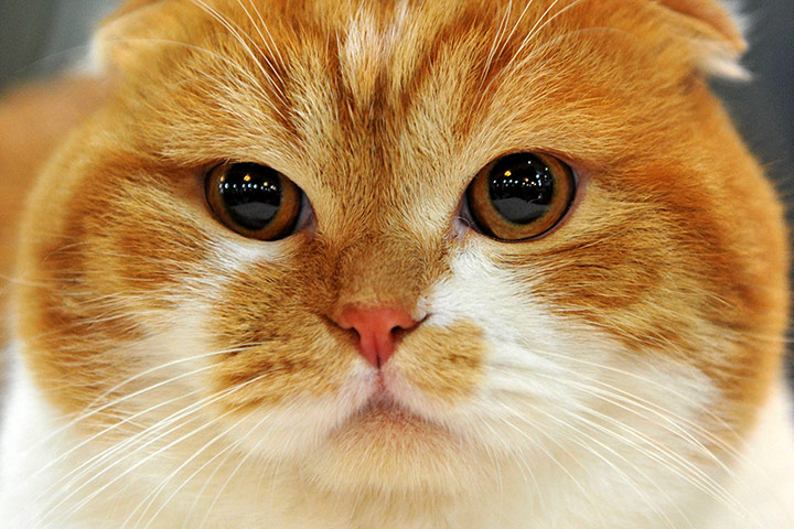 Cat exhibition, Bishkek: a Scottish Fold cat