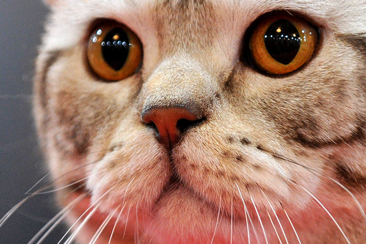 Cat exhibition, Bishkek: a British shorthair cat