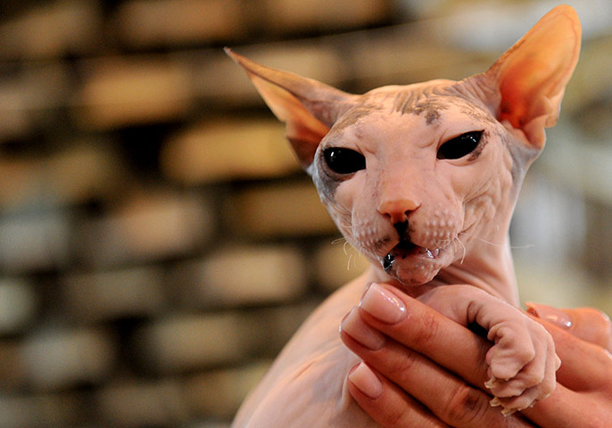 Cat exhibition, Bishkek: A Canadian Sphynx cat