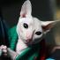 Cat exhibition, Bishkek: a sphynx cat