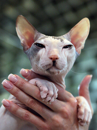 Cat exhibition, Bishkek: a sphynx cat