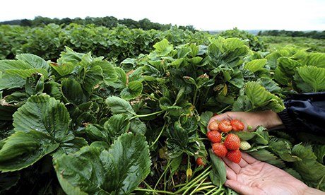 Strawberries unpicked