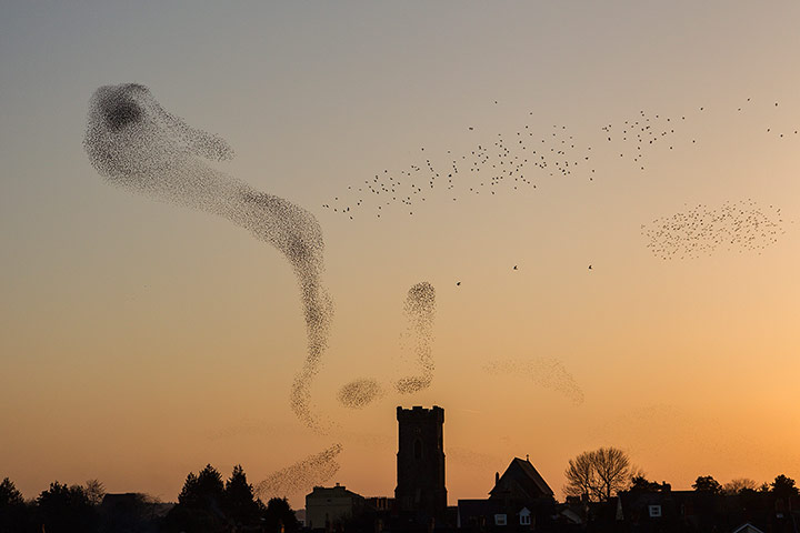 Landscape photography: starlings