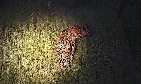 A leopard is spotlighted during a game drive at Kruger Par