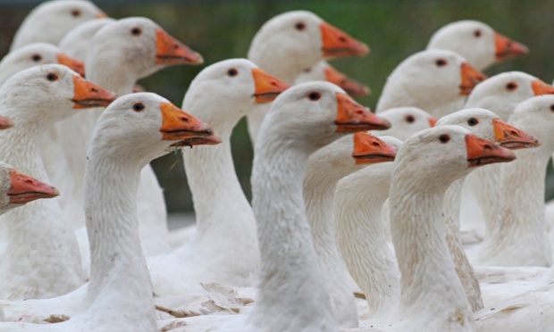 The genius of this picture, which was taken in Veckenstedt, Germany, was getting all the geese to look the same way.