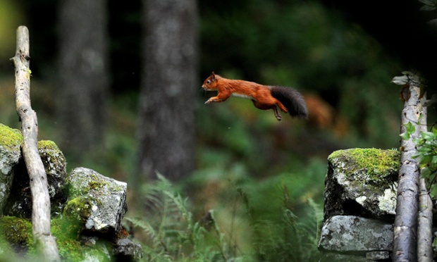 A leap of faith of a different kind: Owen Humphreys' patience was rewarded today, capturing this beautiful red squirrel in mid-air in Kielder Forest, Northumberland.