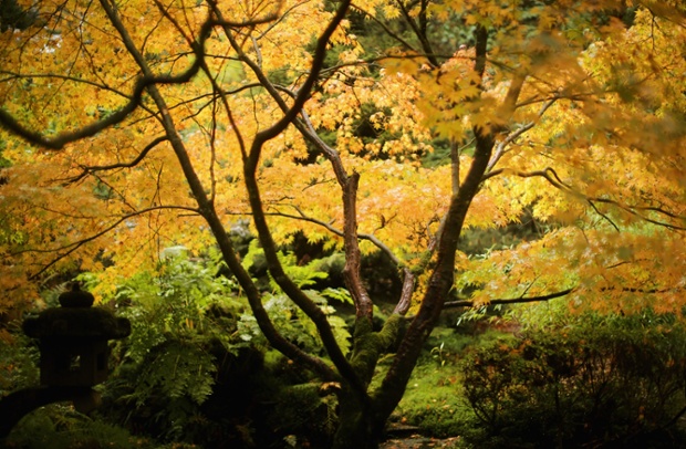 Special thanks to Christopher Furlong. His photograph of  Japanese maple leaves changing colour at Tatton Park, Knutsford, reminds us just how glorious the autumn season is.