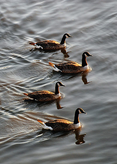 Your Pictures - Glide: Geese gliding along water