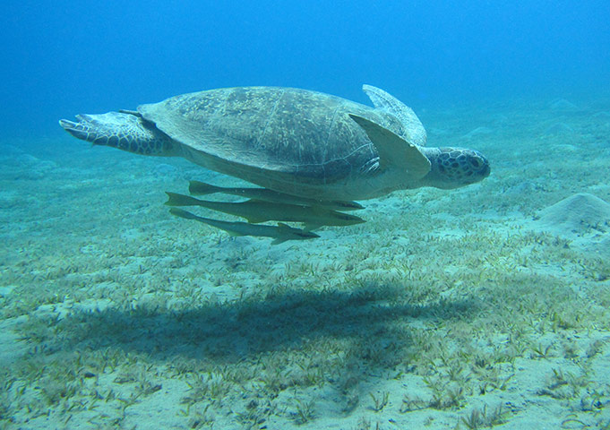 Your Pictures - Glide: turtle swimming in sea with fish underneath